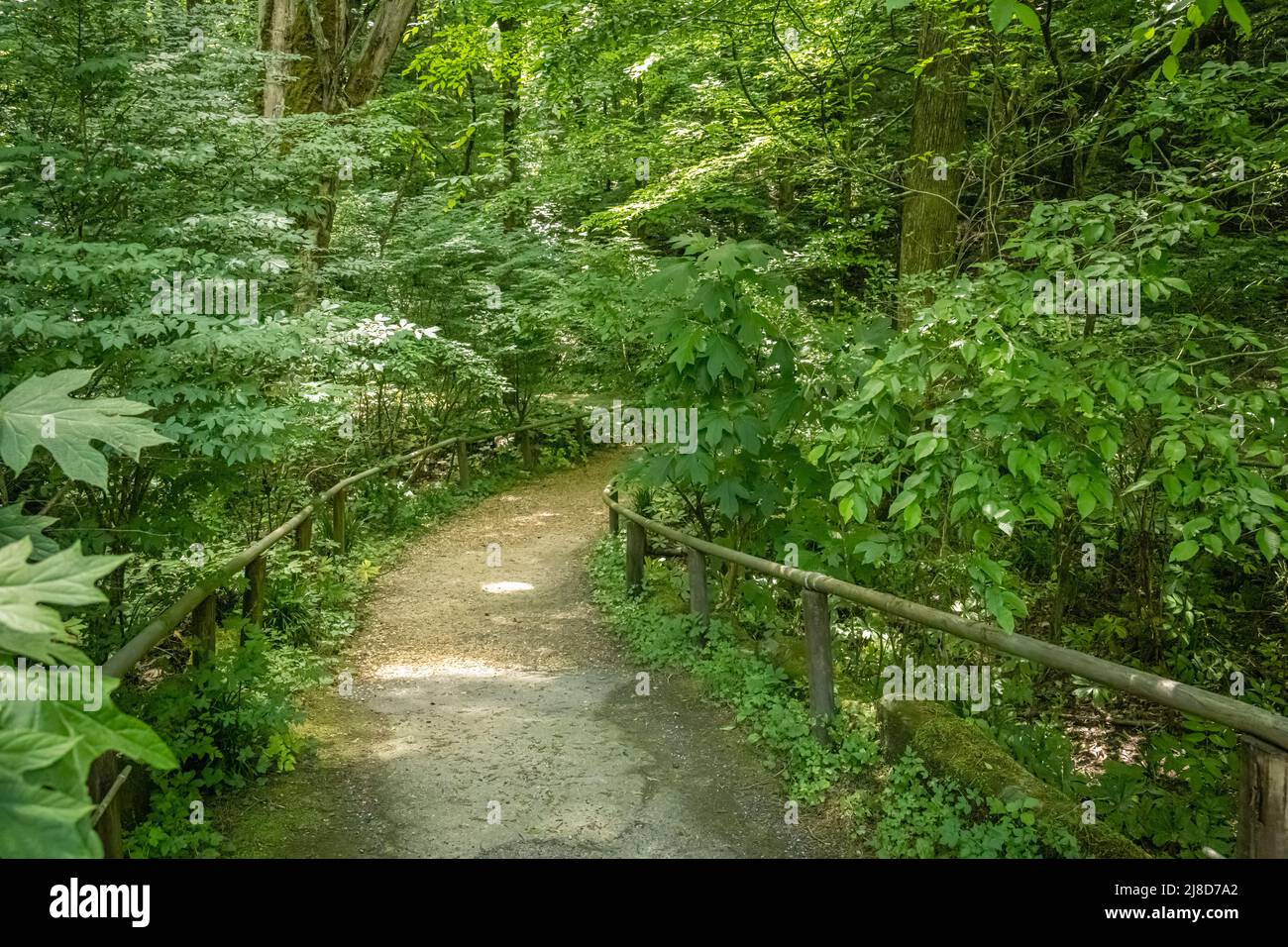 Üppiges Laub im Alabama Natural Bridge Park entlang des Waldpfades zur größten Naturbrücke östlich der Rockies. (USA) Stockfoto
