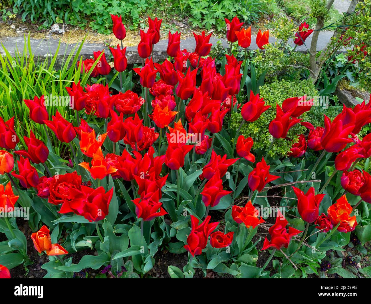 Chenies Manor Garden.Tulipa 'Isaac Chic'; eine lebendige, tiefrote Tulpenart, die massenweise bei Chenies gepflanzt wurde. Stockfoto