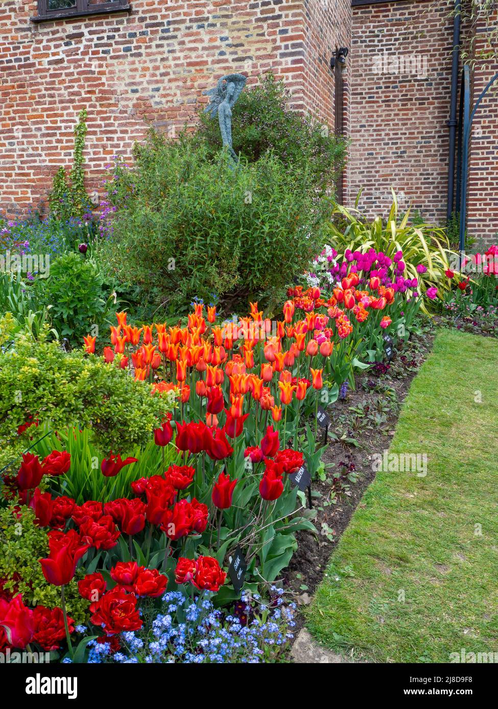 Chenies Manor Garden versunkene Gartenecke beim Tudor-Gebäude. Bunt gefärbte Tulpenarten von rot, rosa und orange. Stockfoto