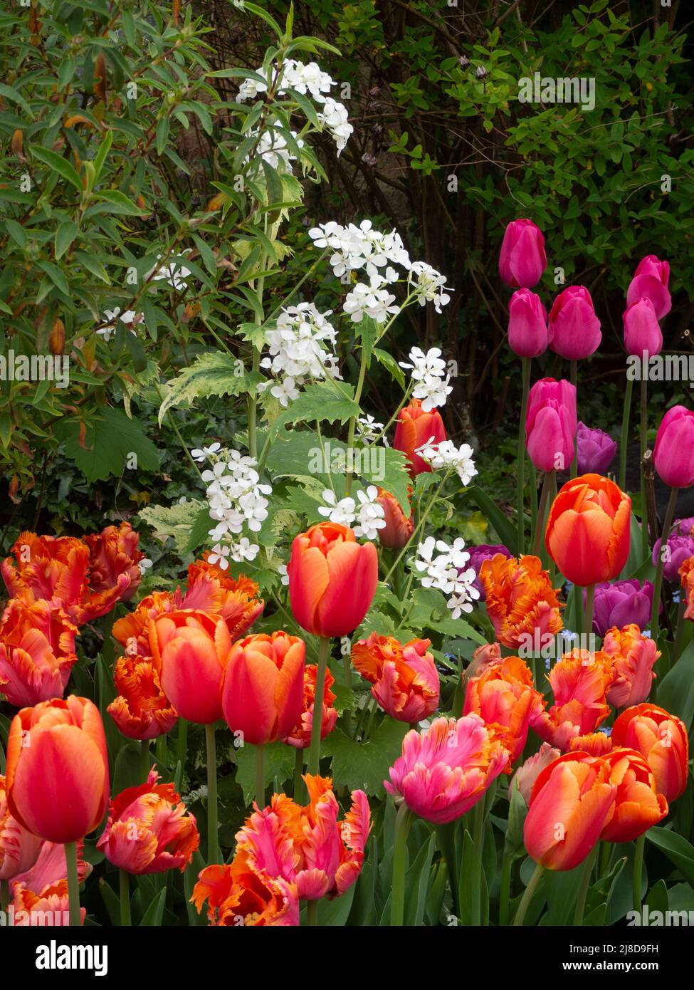 Chenies Manor Garden.Bunte weiße Ehrlichkeit, Lunaria Alba, Tulipa 'Lachs-Papagei', Tulipa 'Tempel der Schönheit', malve rosa Tulpen in einer hellen Ecke. Stockfoto