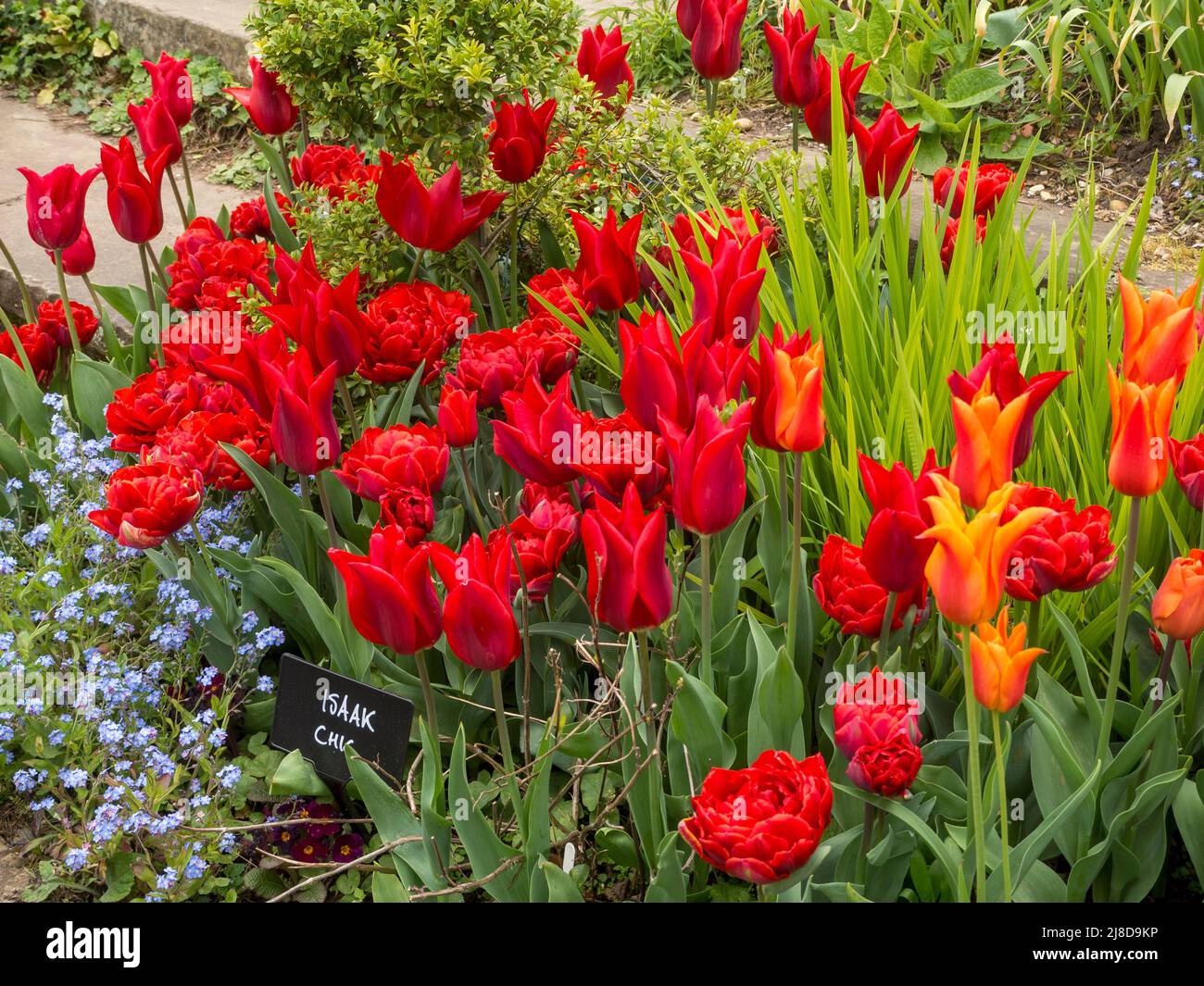 Chenies Manor Garden Vivrant Rote und orange Tulpenvariantie, Tulipa 'Isaak Chic', Tulipa 'Rote Prinzessin', Tulipa 'Ballerina'. Blaue Myostis. Stockfoto