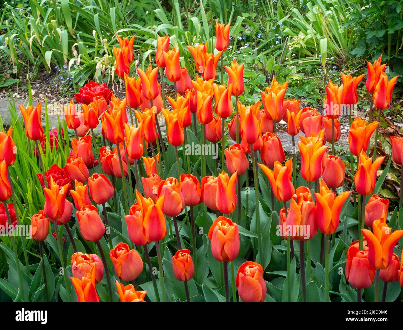 Chenies Manor Garden.leuchtend orange Tulipa'Ballerina' und Tulipa 'Tempel der Schönheit'; eine bunte Gruppe Pflanzen im Frühling. Stockfoto