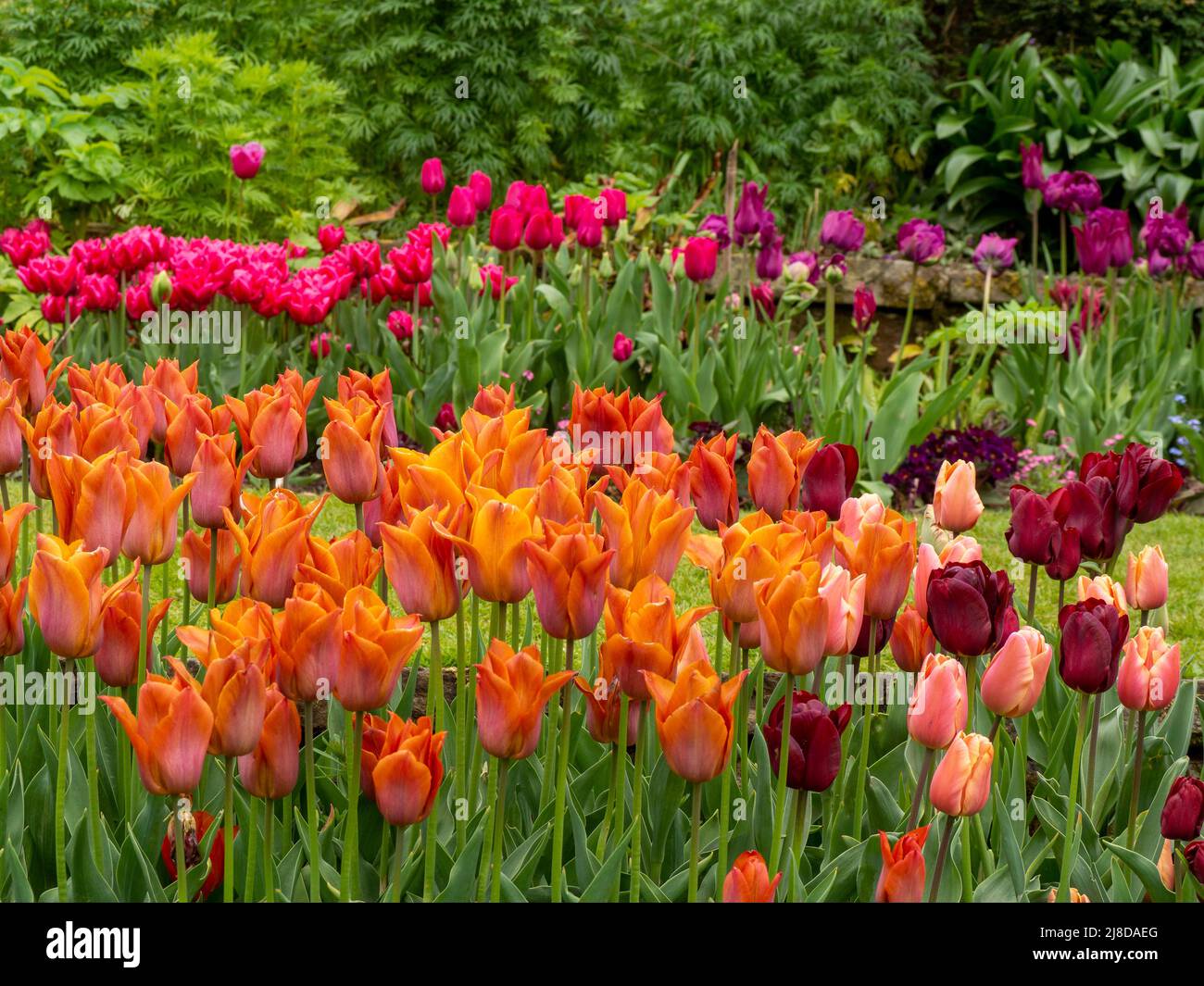 Chenies Manor Garden Reihen von Tulpenarten. Tulipa 'Chato', Tulipa 'Cairo' in Schichten im versunkenen Garten.Rosa und orange Schattierungen. Stockfoto