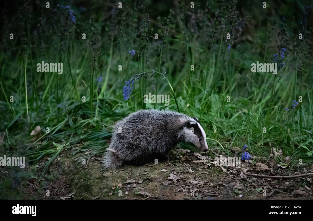 Baby Dachs allein im Wald Stockfoto