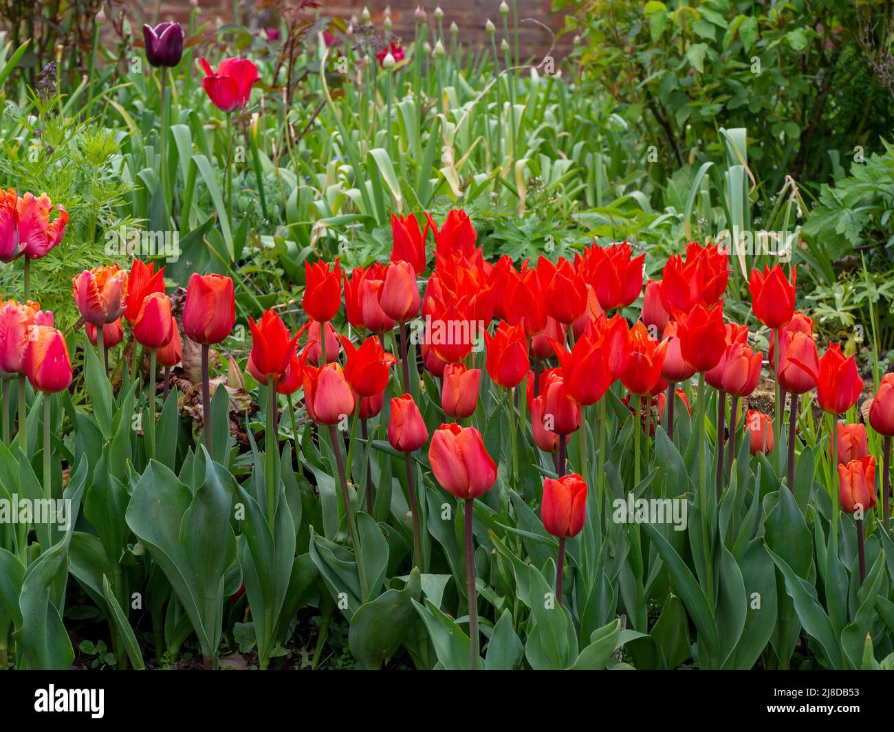 Chenies Manor Garden. Leuchtend rote und orangefarbene Tulpen mit frischem grünem Laub und Allium-Knospen. Stockfoto