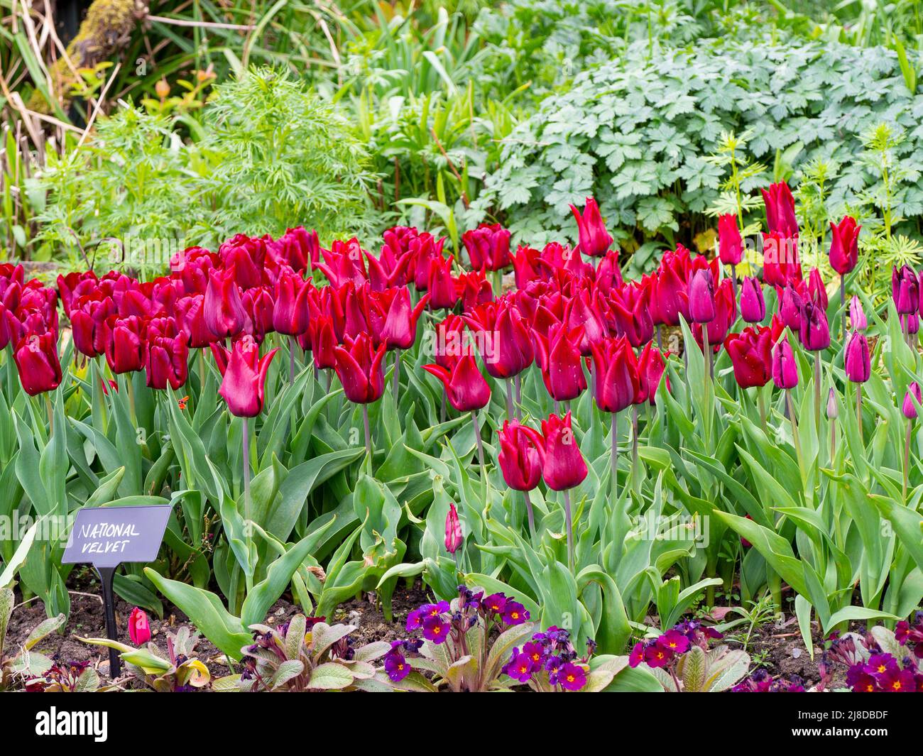 Chenies Manor Garden. Dunkelrote Tulipa 'National Velvet', die massenweise in einem versunkenen Garten in Chenies gepflanzt wurde Stockfoto