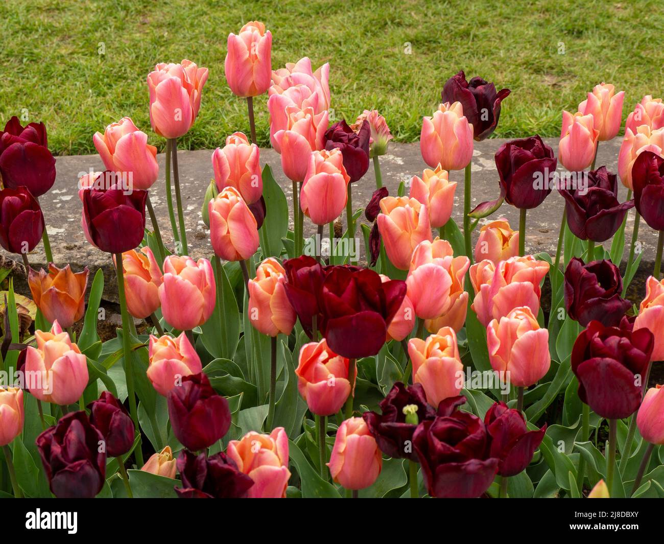 Chenies Manor Garden.Masse pflanzte Tulpen im versunkenen Garten. Tulipa 'Ronaldo' und Tulipa 'Request' eine Mischung aus Burgund und Pastellorange. Stockfoto