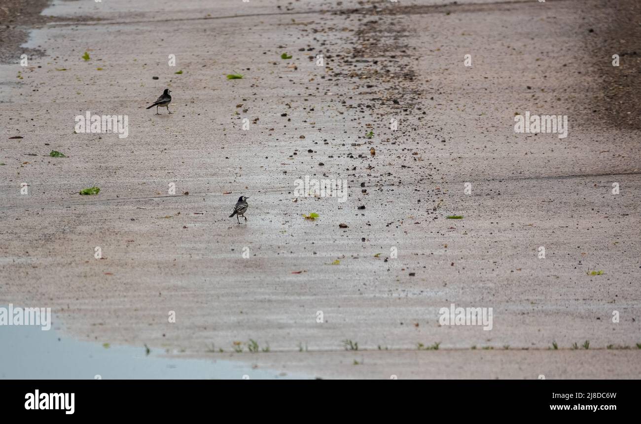 Ein Paar Bachstelzen (Motacilla alba), die auf einer nassen Asphaltstraße nach Nahrung suchen Stockfoto