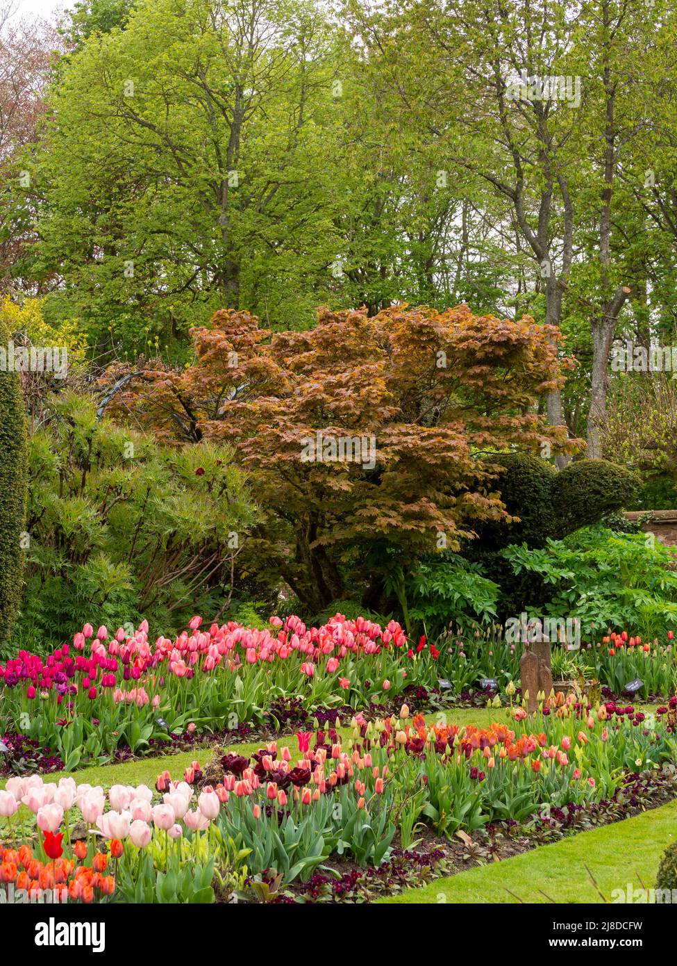 Chenies Manor Garden.Porträtansicht des schönen versunkenen Gartens mit vielen Tulpen-Sorten. Tulipa 'Menton', Tulipa 'Barcelona', Tulipa'Apricona'. Stockfoto