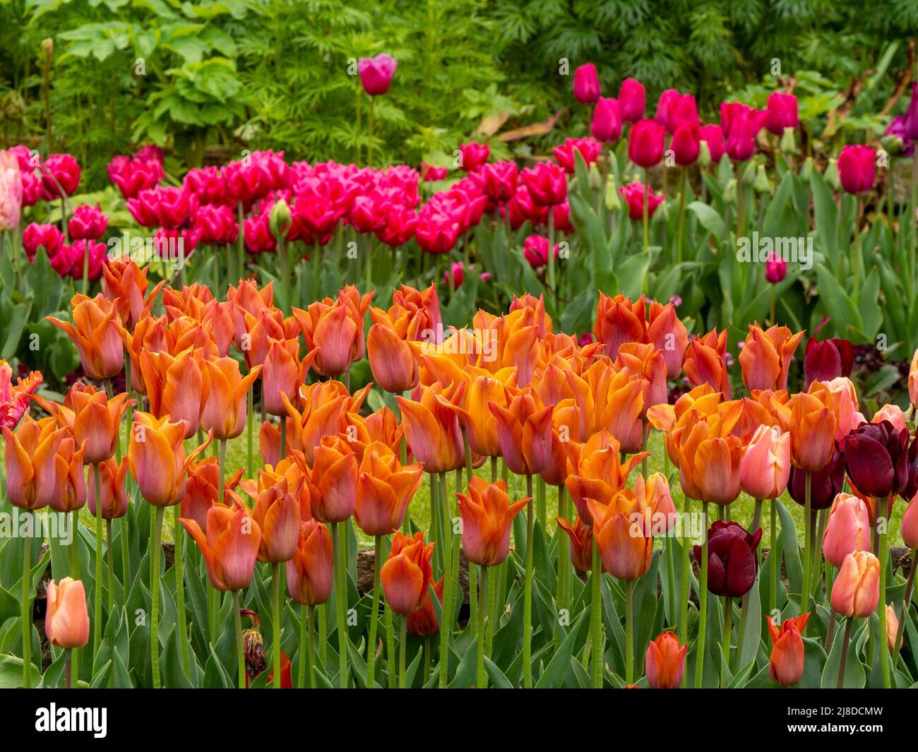 Chenies Manor Garden. Wunderschöne orangefarbene Tulipa 'Cairo' , Tulipa 'Chato' und Tulipa Barcelona' im Hintergrund. Stockfoto