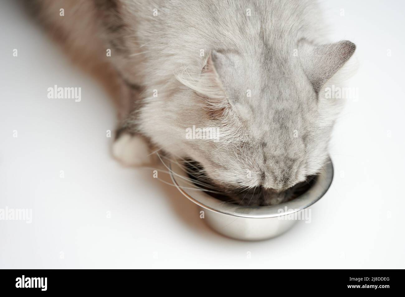 Graue Katze, die sein Essen auf Studiohintergrund isoliert isst Stockfoto