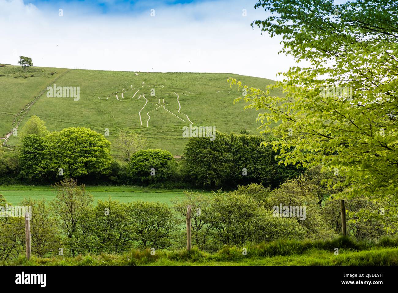 Cerne Abbas Giant in Dorsetshire, ein uraltes Fruchtbarkeitssymbol. Stockfoto