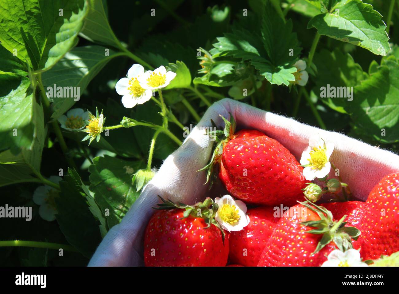 Reife Erdbeeren im Garten Stockfoto