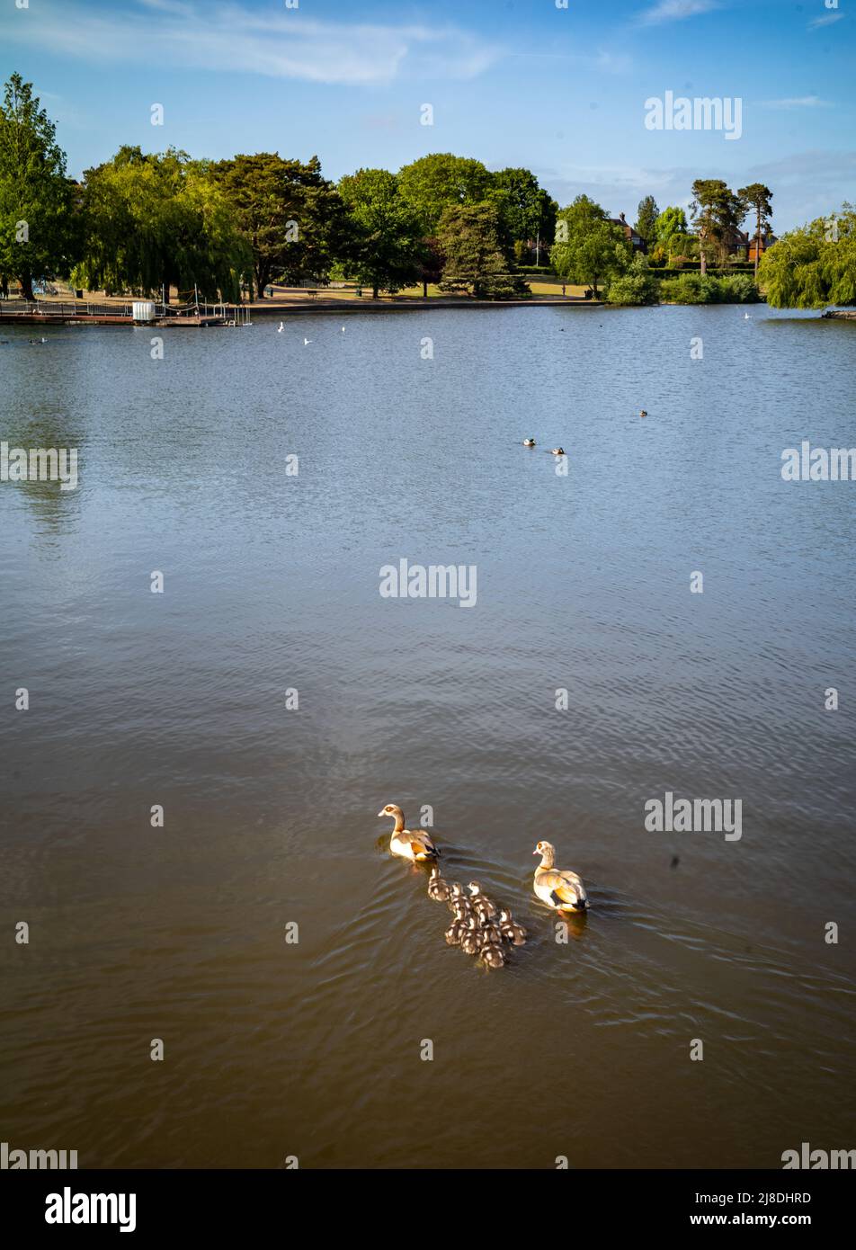 Ein Eggos paddelt mit ihren acht Gänsen auf dem Petersfield Heath Lake, Hampshire, England, Großbritannien Stockfoto