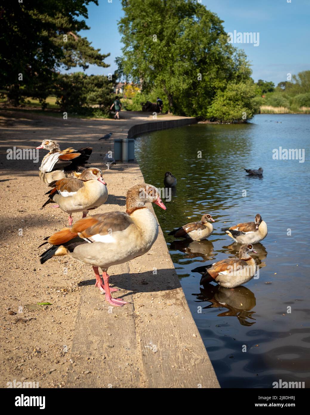 Eggitian-Gänse am Seeufer auf der Petersfield Heath, Hampshire, England, Großbritannien Stockfoto