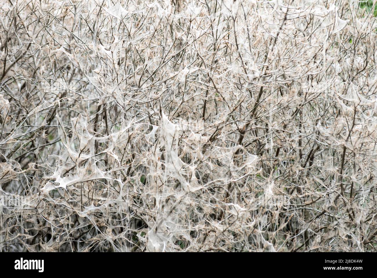 Nisten weiße Erminmotten Raupen haben einen Baum in ein Seidengewebe umhüllt, um einen sicheren Kokon gegen Raubtiere zu schaffen. London Royal Park Stockfoto