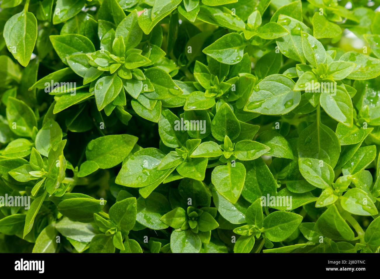 Rohes grünes Bio-Basilikum für Salat Stockfoto
