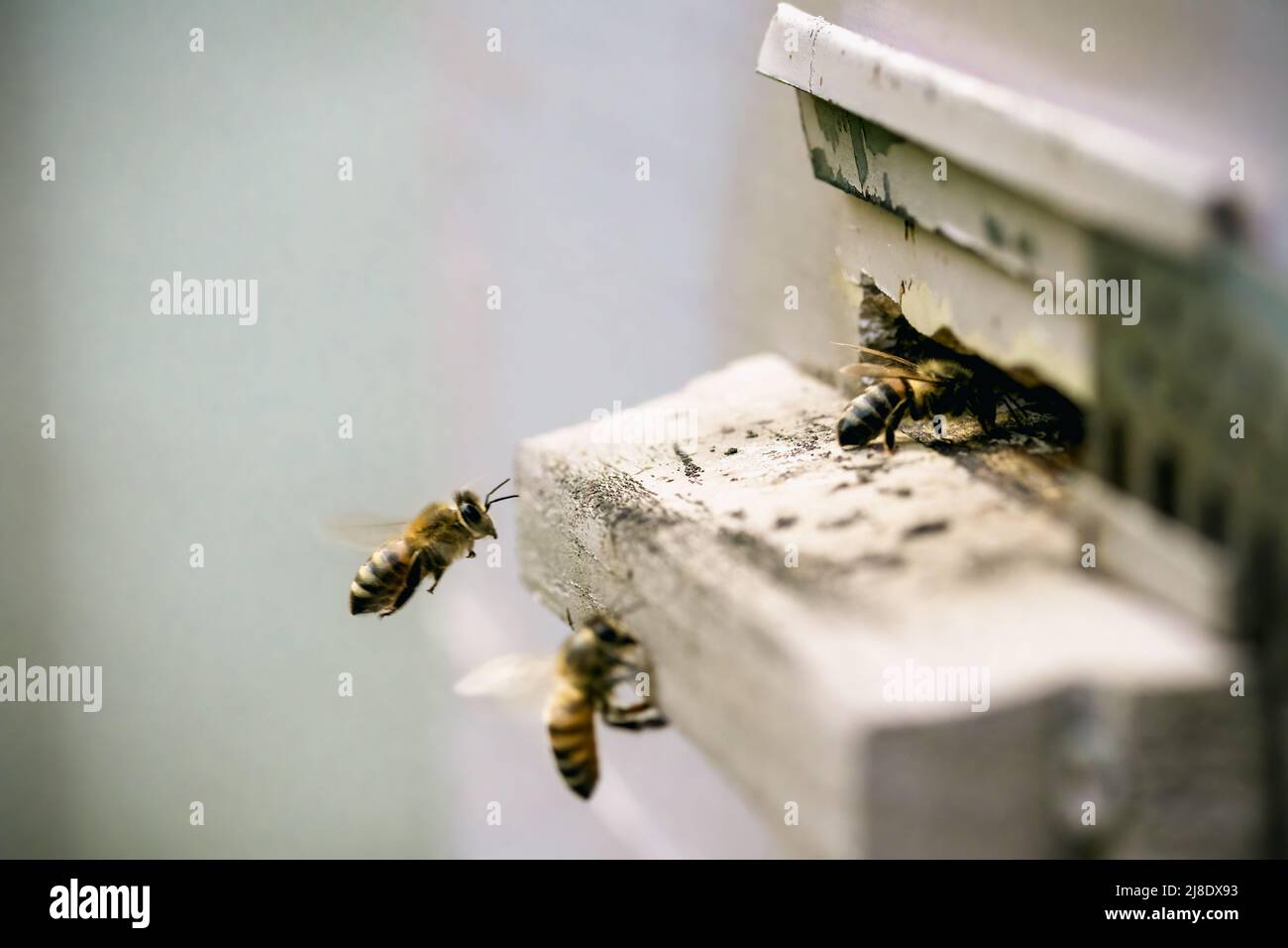 Bienen (APIs mellifica) fliegen in den Bienenstock. Nahaufnahme. Stockfoto