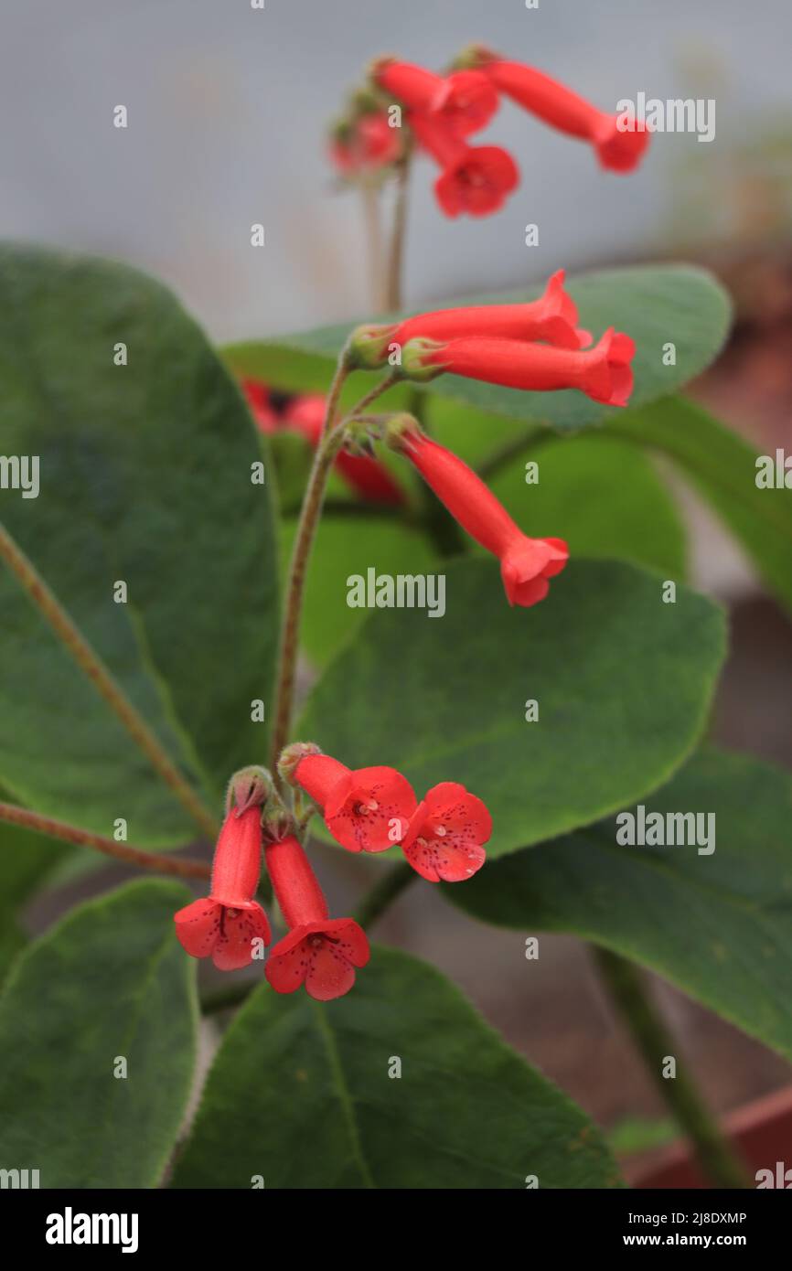 Gefleckte rot-gelbe Kohleria amabilis oder Gloxinia Stockfoto