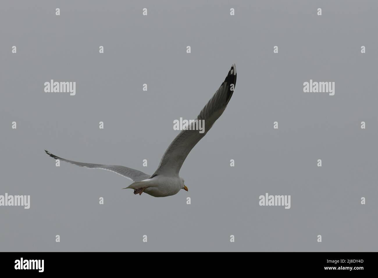 möwe im Flug gegen den Himmel Stockfoto