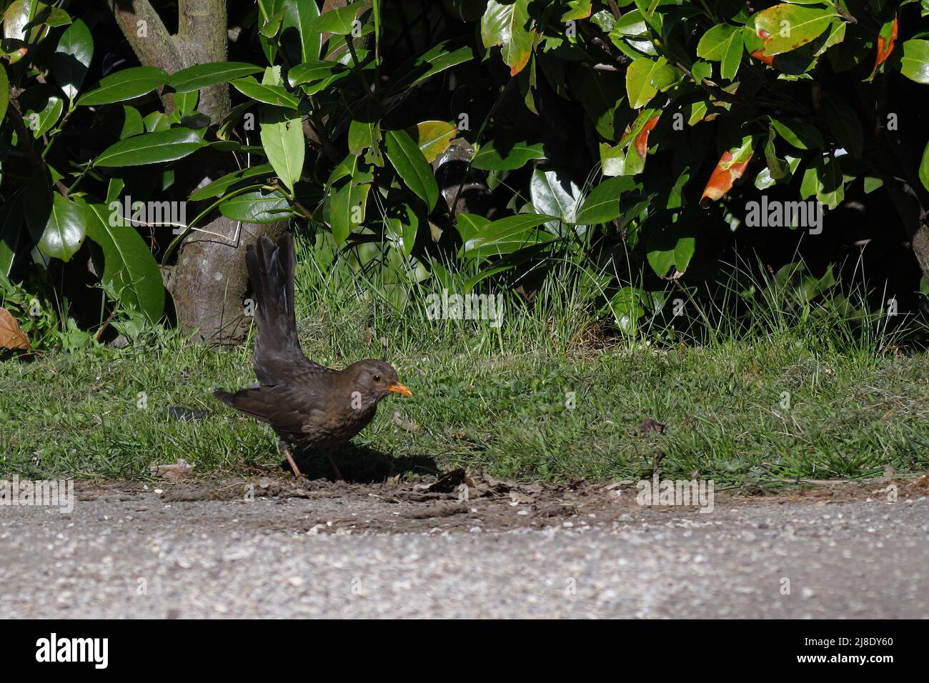 Nahaufnahme einer Amsel, die auf dem Boden steht Stockfoto