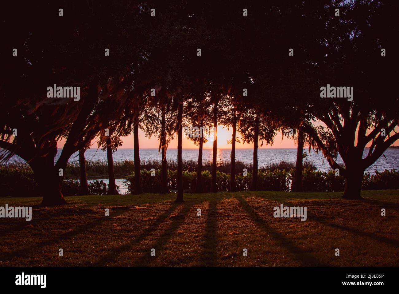 Sonnenuntergang wirft Schatten von Bäumen auf dem Lake Apopka in Florida Stockfoto