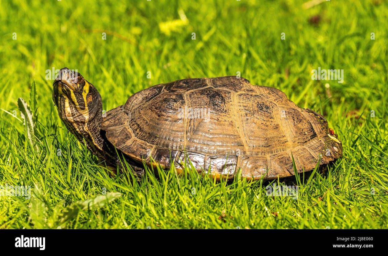 Testudo Graeca sitzt im Gras im Figgate Park, Edinburgh, Schottland, Großbritannien Stockfoto