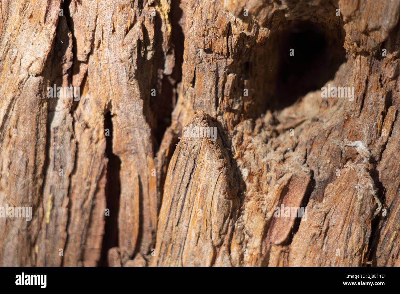 Alternde braune Peeling-Furunkelrinde von Calocedrus Decurrens, Cupressaceae, nativer immergrüner Baum in den San Jacinto Mountains, Sommer. Stockfoto