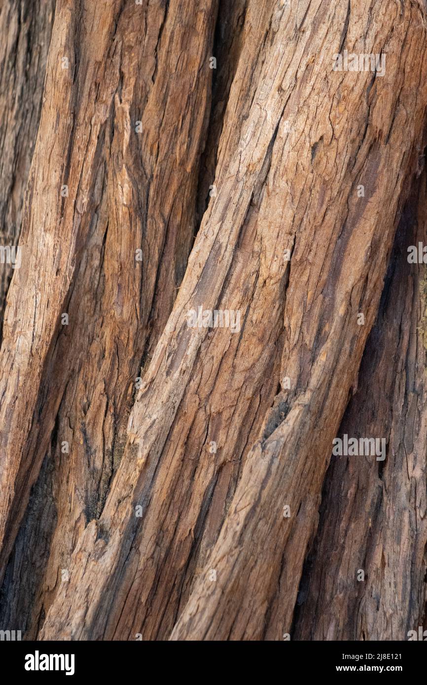 Alternde braune Peeling-Furunkelrinde von Calocedrus Decurrens, Cupressaceae, nativer immergrüner Baum in den San Jacinto Mountains, Sommer. Stockfoto