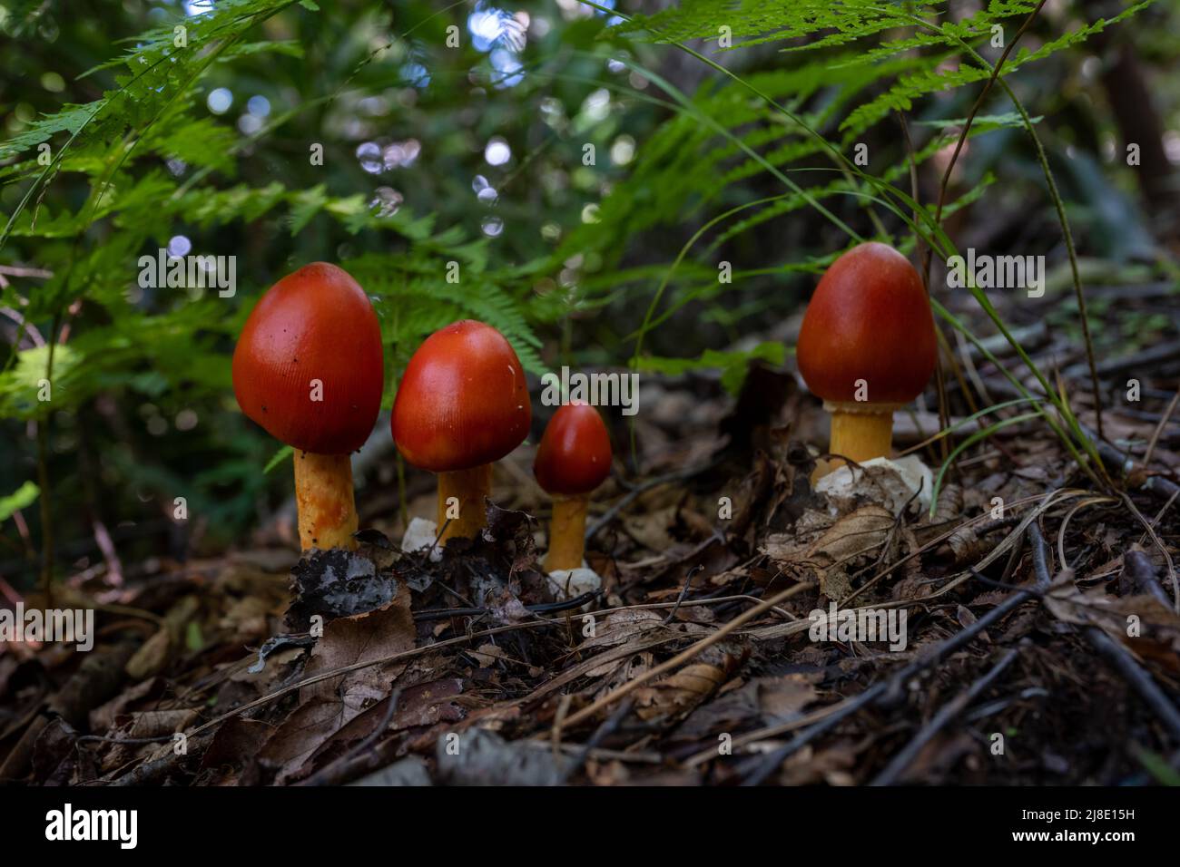 Vier leuchtend rote Pilze platzen aus dem mit Blättern bedeckten Boden im Great Smoky Mountains National Park Stockfoto