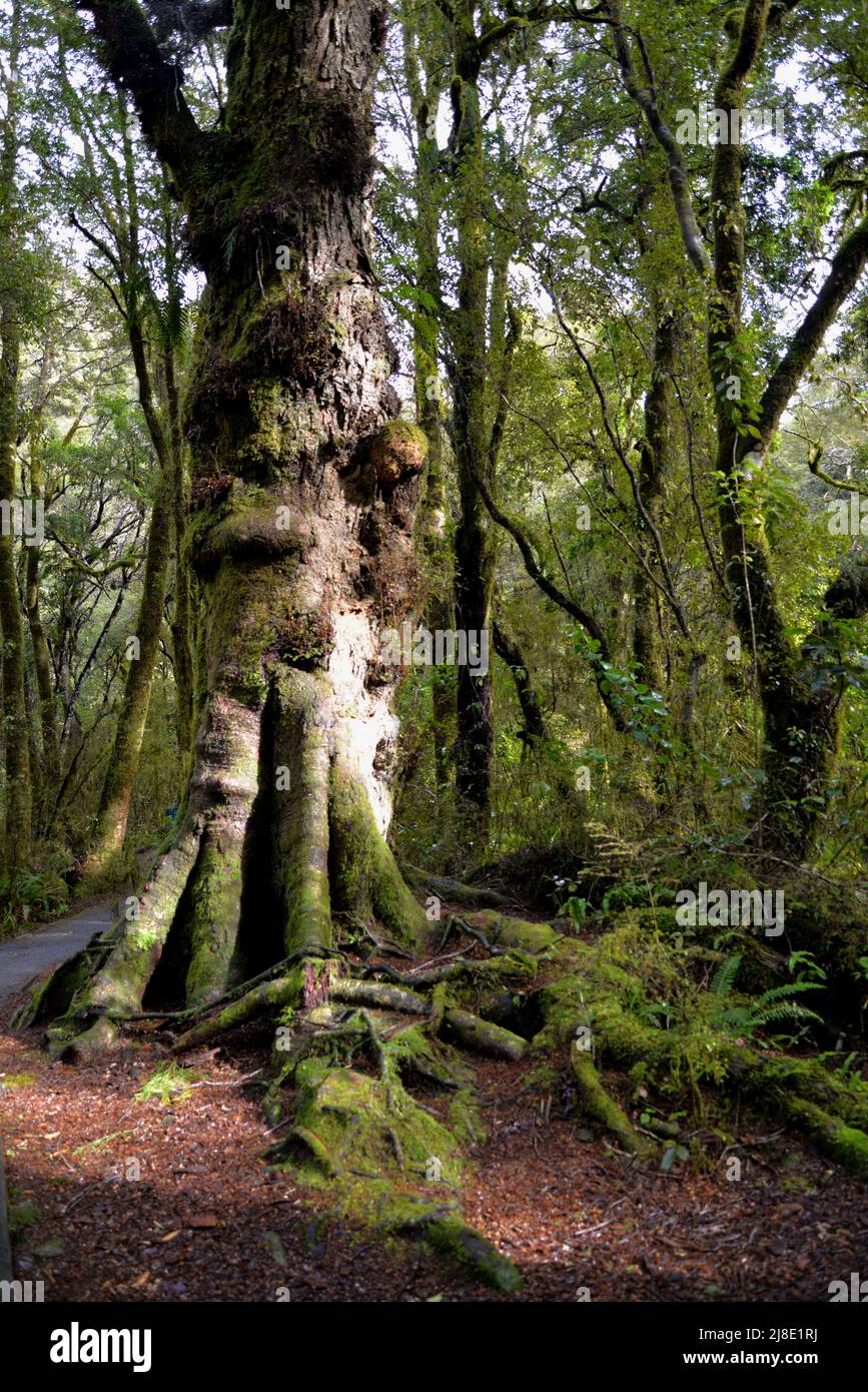 Ein alter Baum stand im Wald. Stockfoto