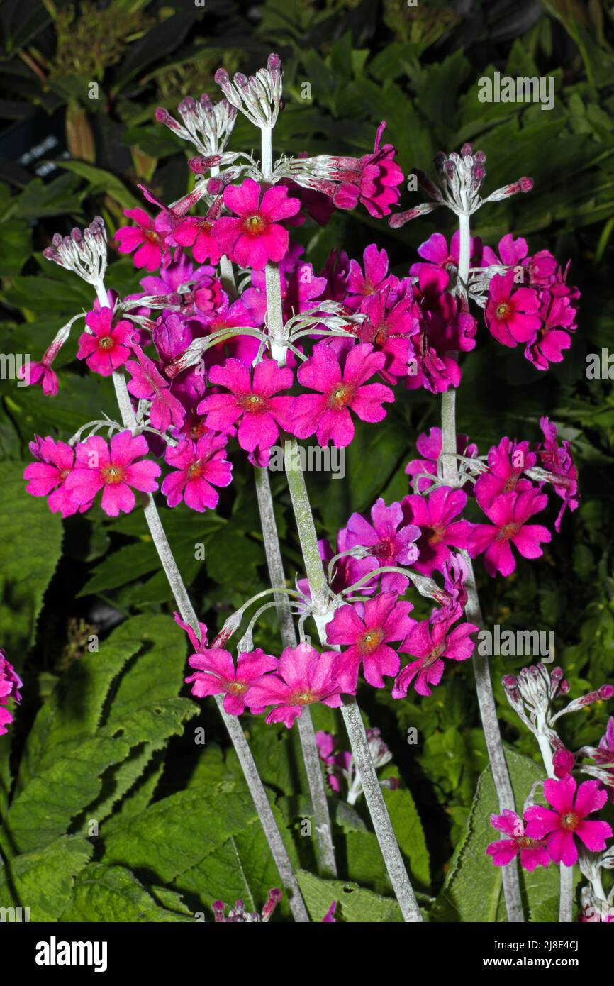 Primula pulverulenta (Mealy Primrose) ist in feuchten Lebensräumen in China beheimatet und gilt als eine der "Candelabra primulas". Stockfoto