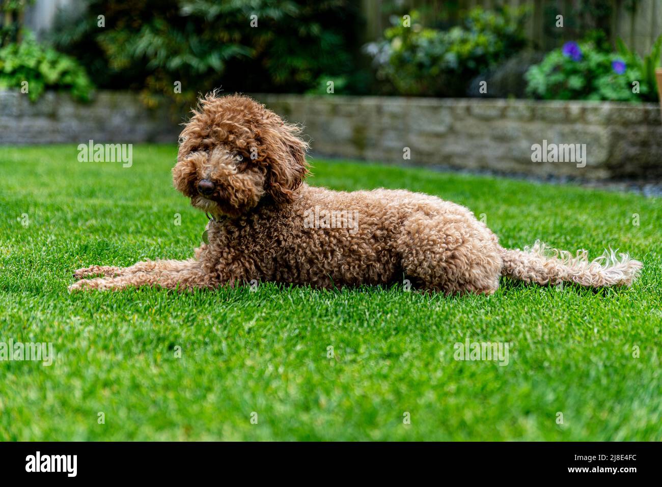 Australische Labradoodle Im Miniaturformat Stockfoto