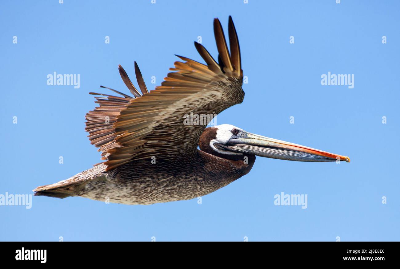 pelikan fliegenden Vogel auf blauem Himmel Hintergrund, Meer oder Ozean Vogel Stockfoto