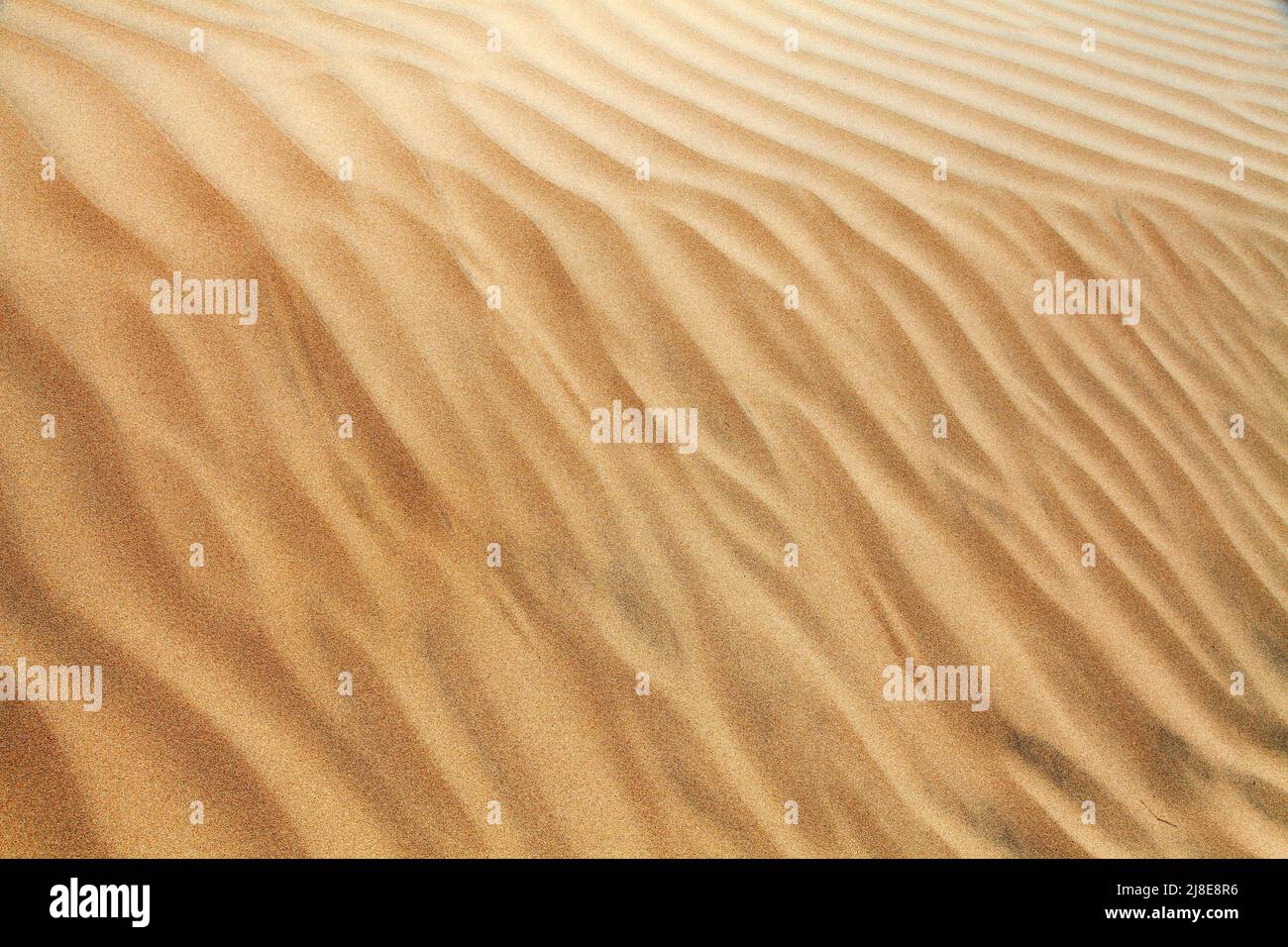 Wüstensanddünen, Sandwellen auf Cerro Blanco Sanddüne, die höchsten Dünen der Welt, in der Nähe von Nasca oder Nazca Stadt in Peru Stockfoto