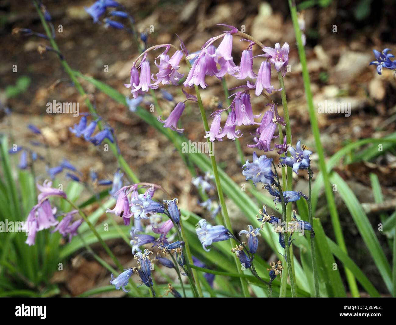 Virginia Water, England, Großbritannien Stockfoto