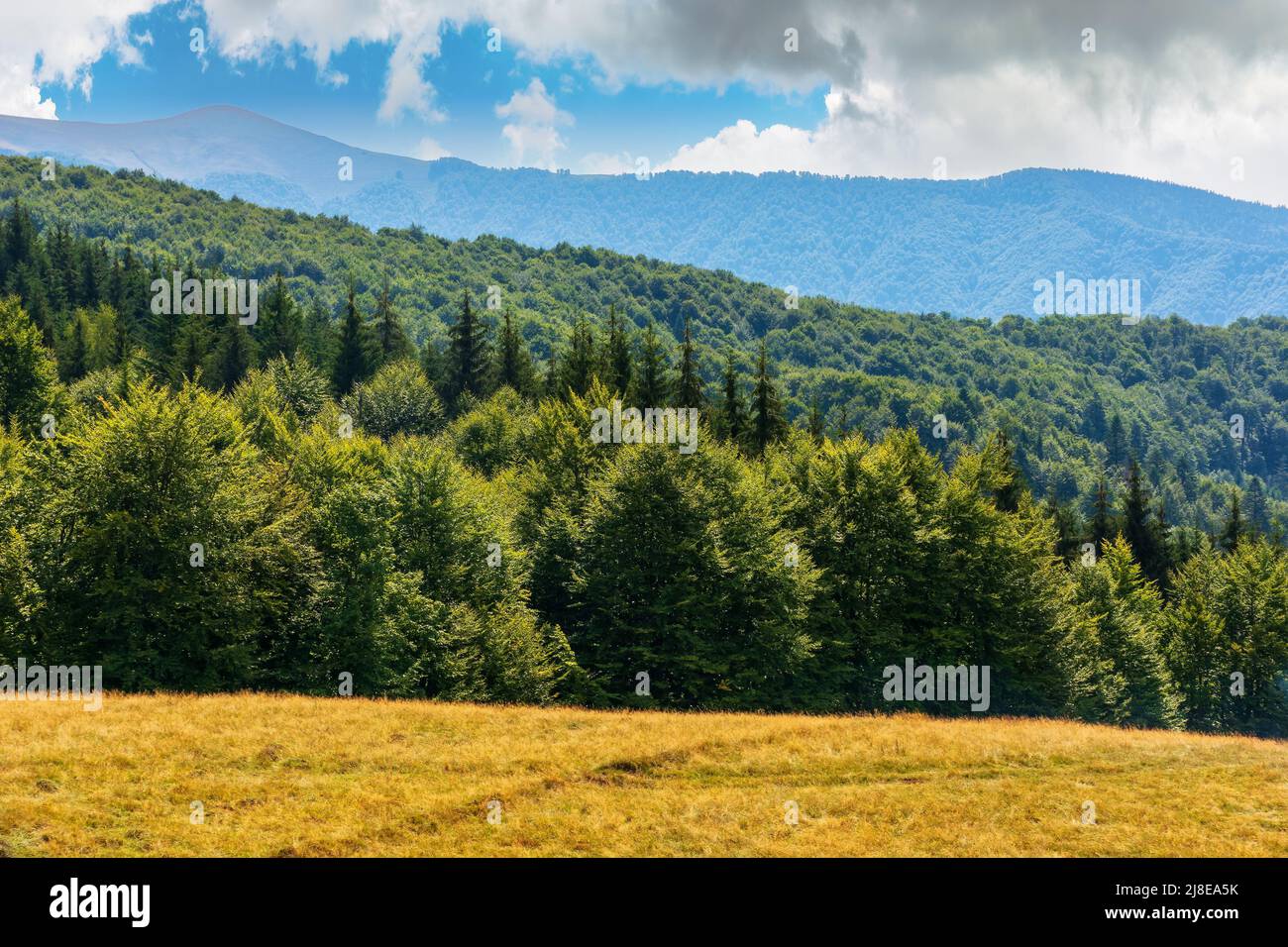 Berglandschaft an einem hellen sonnigen Tag. Buchenwald auf der Wiese. Letzte Sommertage. Reise- und Tourismuskonzept Stockfoto