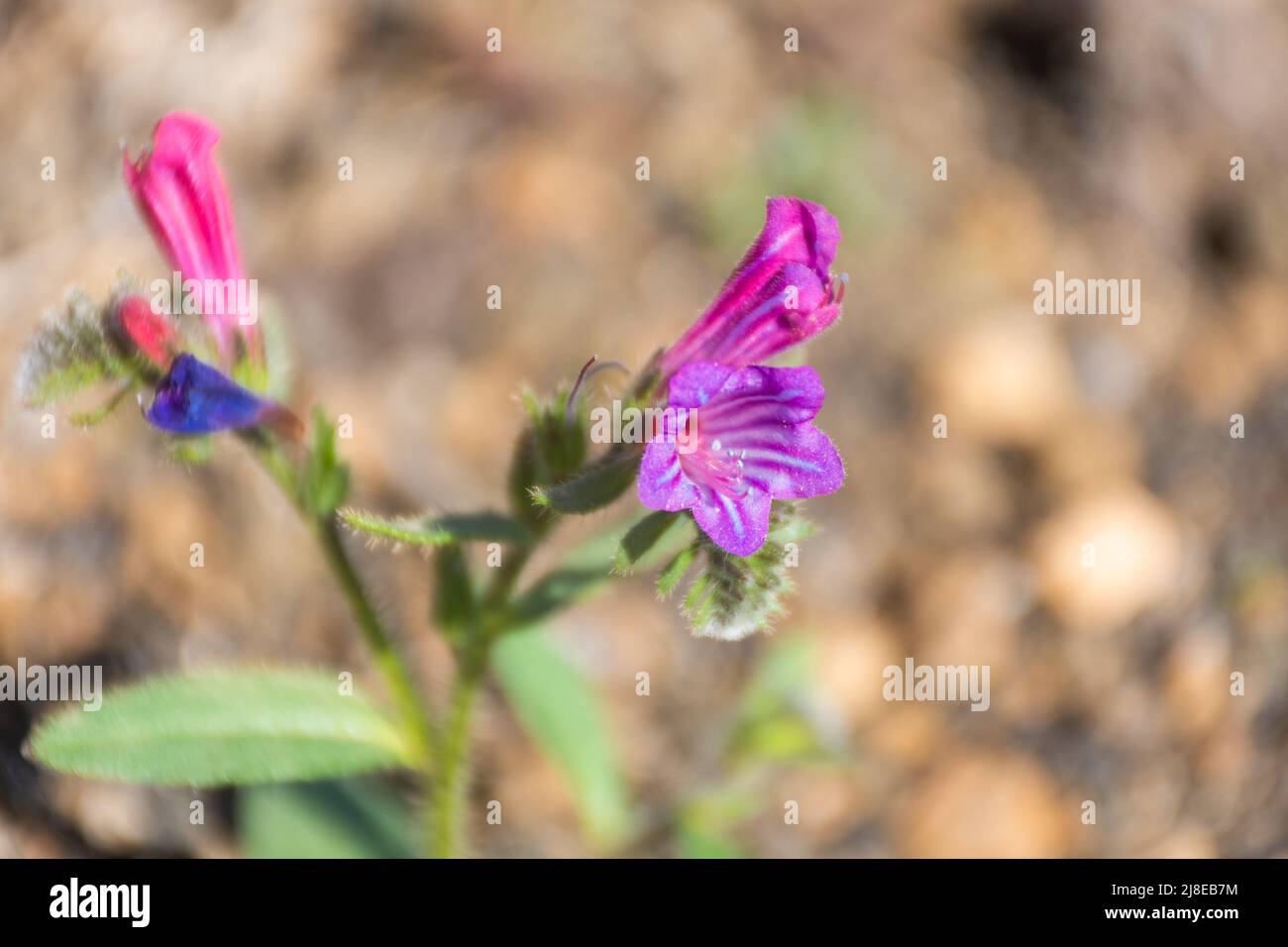 Echium lancerottense, Viper's Bugloss von Lanzarote, endemische violette Blume von Lanzarote, Kanarische Inseln, Spanien Stockfoto