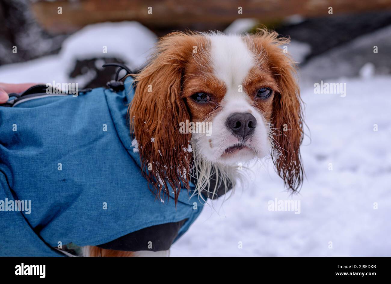 Der junge Kavalierkönig charles Spaniel spaziert in einem kalten verschneiten Wald Stockfoto