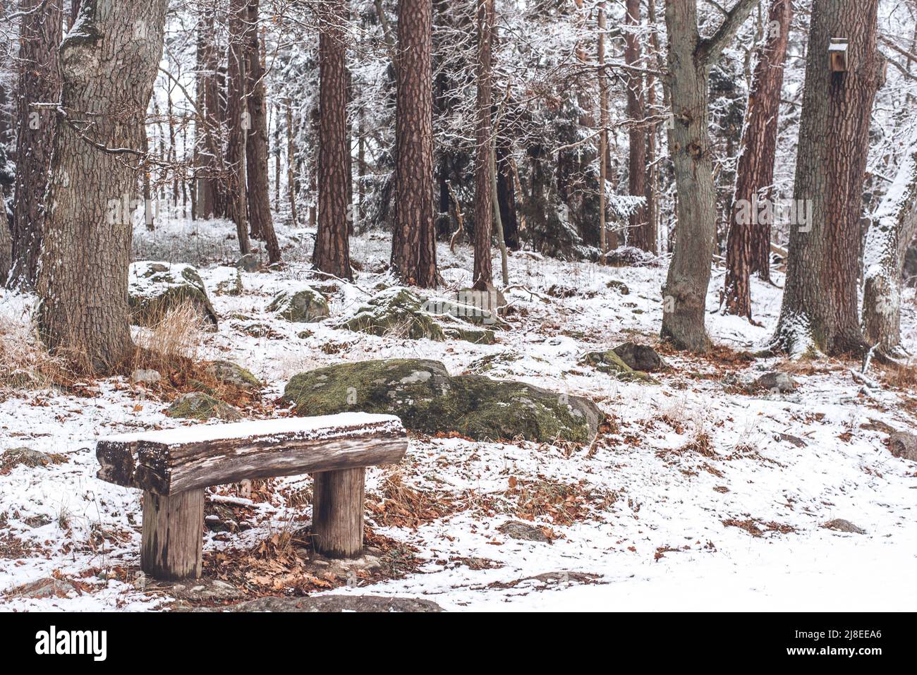 Stockholm, Nacka, Wald im Winter schneit es Stockfoto