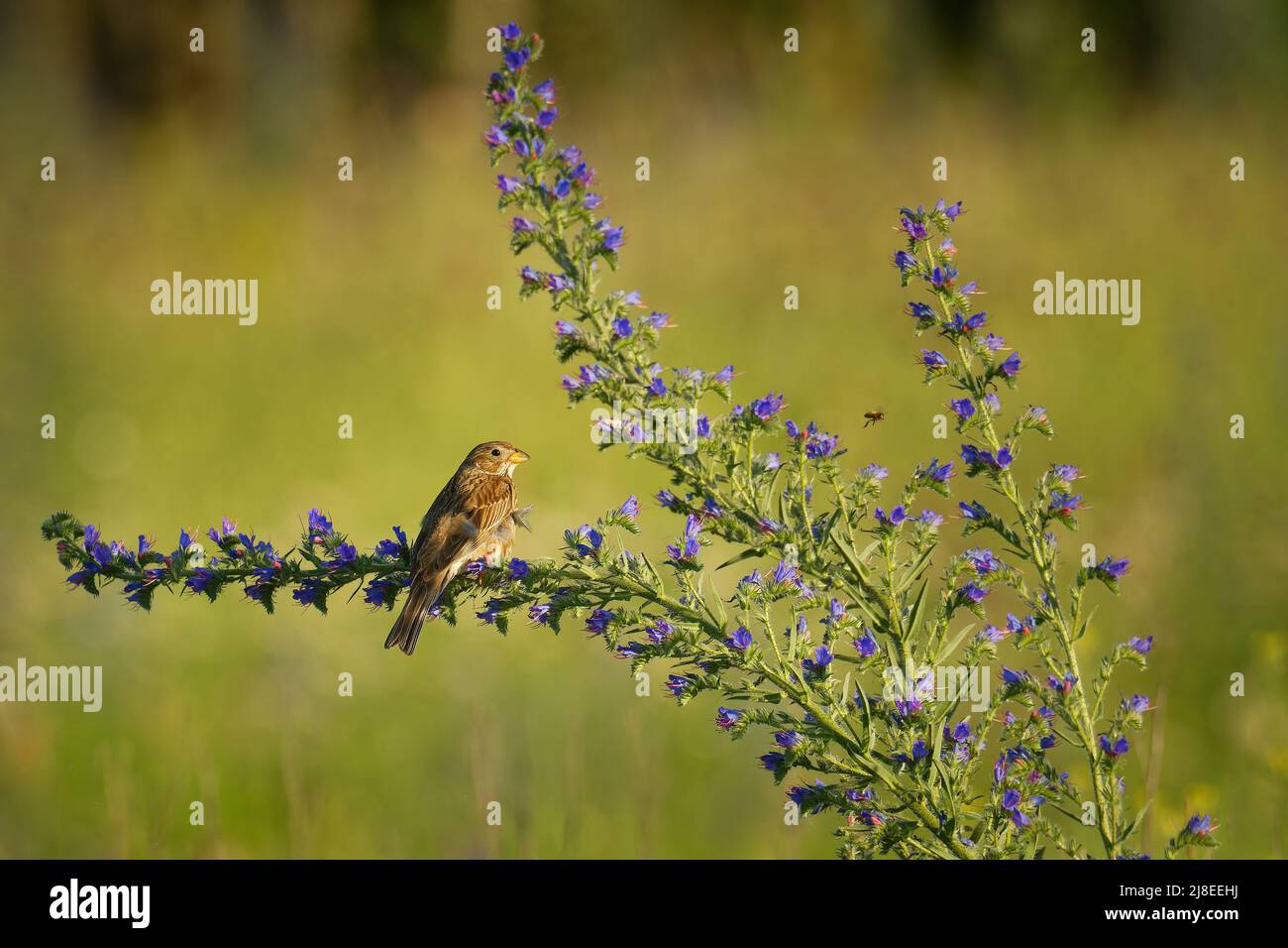 Maiskolben - Emberiza calandra auf dem Ast mit weißem Hintergrund, Singvögel aus der Familie Emberizidae, brauner Vogel, der auf t singt Stockfoto