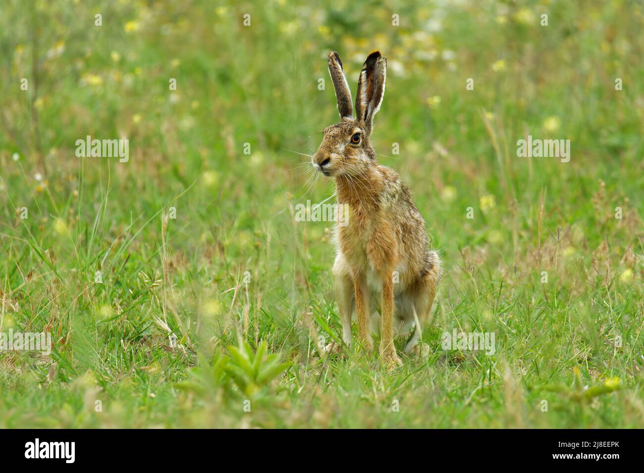 Braunhase - Lepus europaeus, Europäischer Hase, in Europa und Teilen Asiens heimische Hasenart. Es gehört zu den größten Hasen und ist angepasst Stockfoto