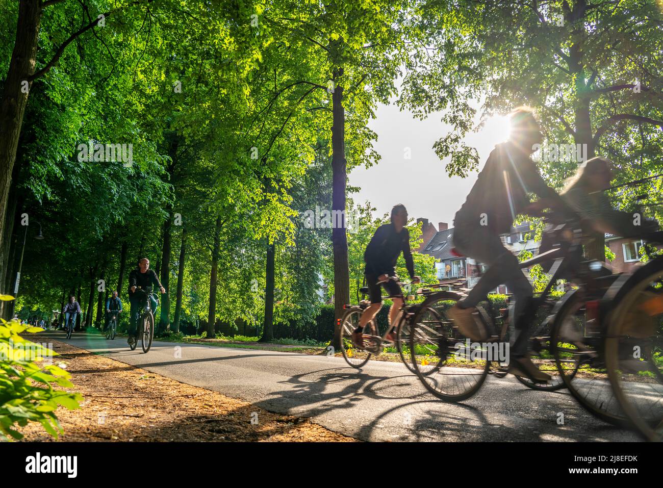 Radweg Promenade, von Bäumen gesäufter, autofreier, rund 4,5 km langer Verteilerring um die Innenstadt von Münster, NRW, DeutschlandPromenade cycle pa Stockfoto