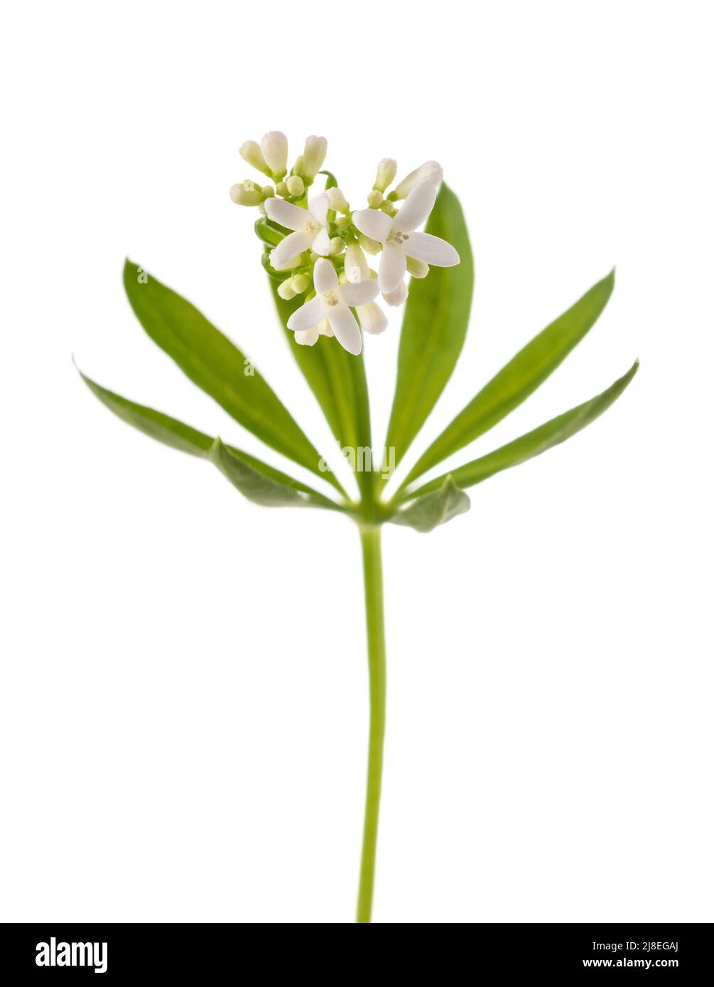 Süße Waldmeister Blumen isoliert auf weißem Hintergrund Stockfoto