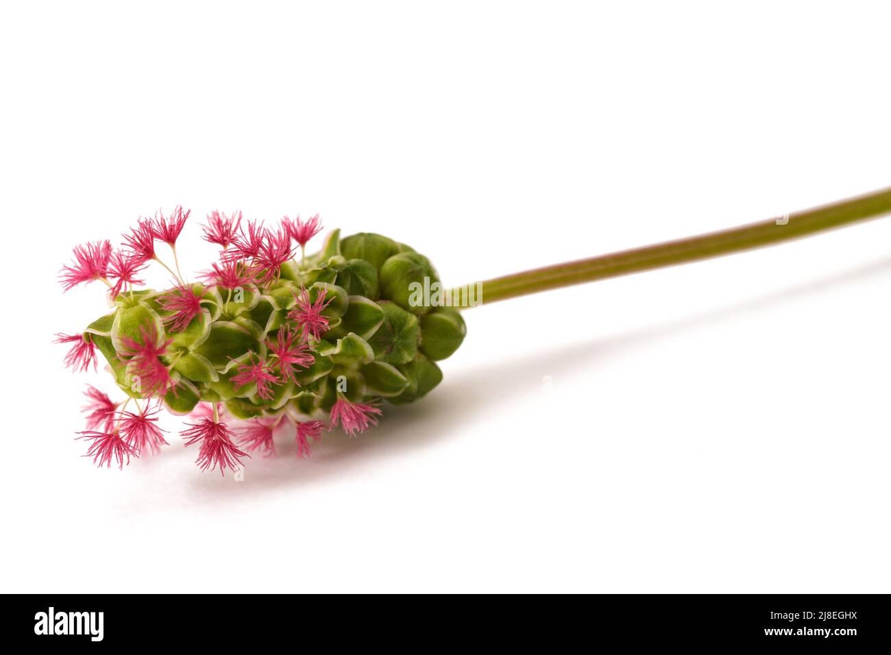 Salat Burnett Blume isoliert auf weißem Hintergrund Stockfoto