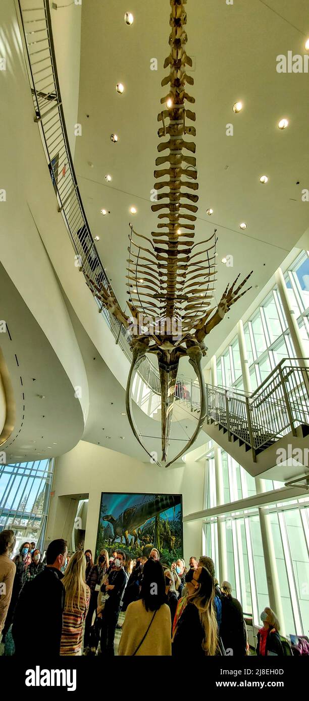 43 Fuß großes Bowhead-Walskelett, das an der Lobby-Decke der University of Alaska, Museum of the North in Fairbanks, AK, aufgehängt ist. Es war ein junger Mann, der 1963 von den Alaska-Indianerjägern in der Nähe von Utqiaġvik (früher Barrow) geerntet wurde. Stockfoto