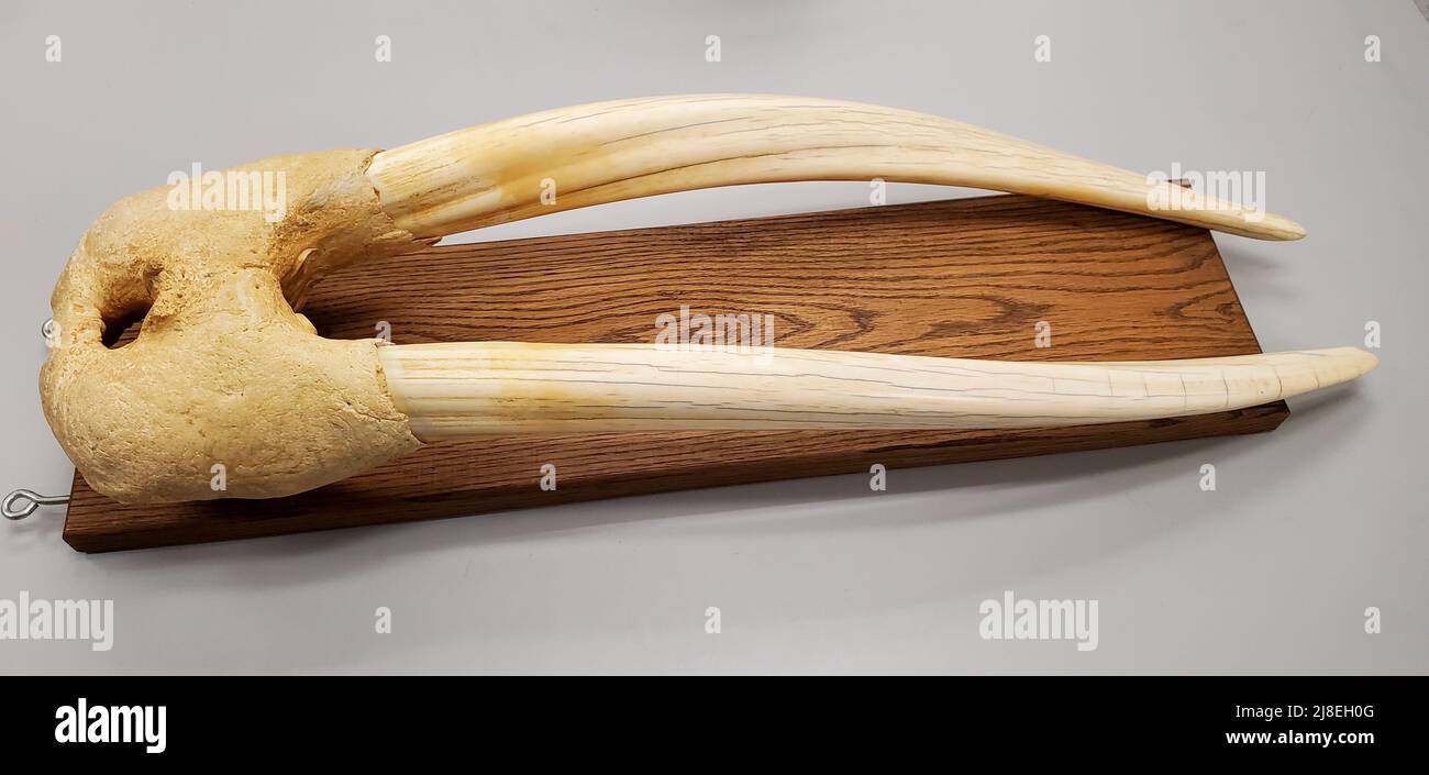 Walrossschnauze, nur die Stoßzähne. Teil einer Sammlung von Far North an der University of Alaska, Museum of the North. Stockfoto