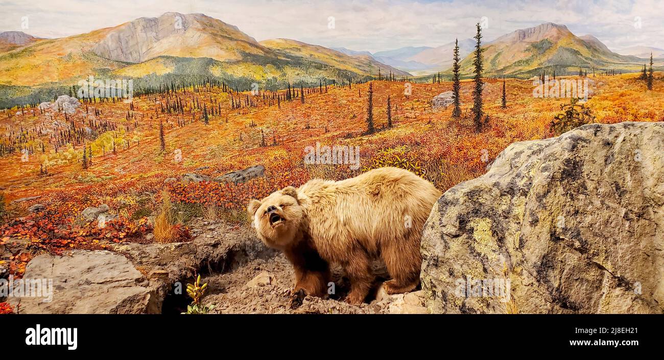 Darstellung eines hellen Grizzlybären in Alaska im Morris Thompson Cultural & Visitors Center in Fairbanks, AK. Stockfoto