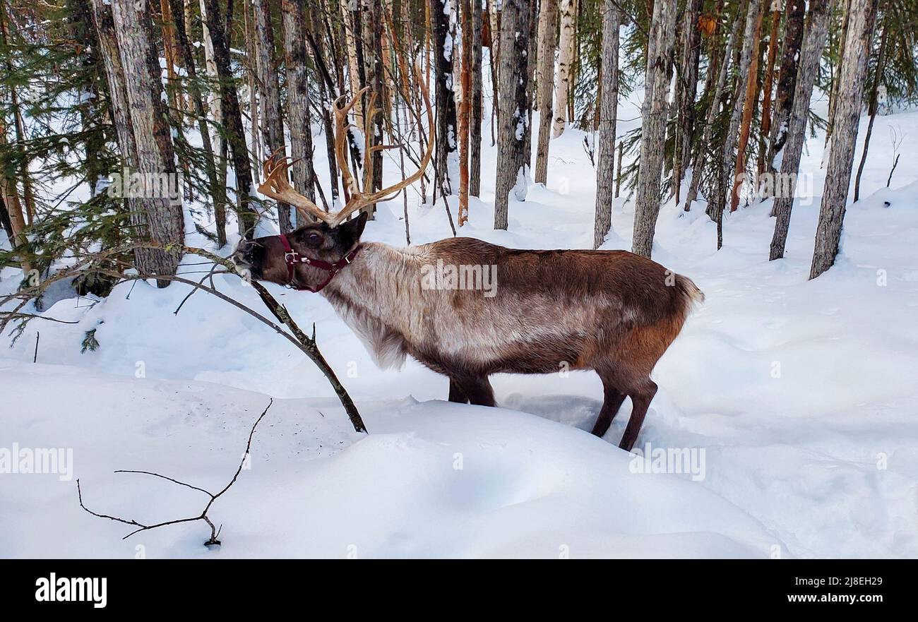 Caribou knabbert Moos von Zweigen im Wald außerhalb von Fairbanks, AK. Gesehen während eines geführten Spaziergangs auf der Running Rentier Ranch. Stockfoto