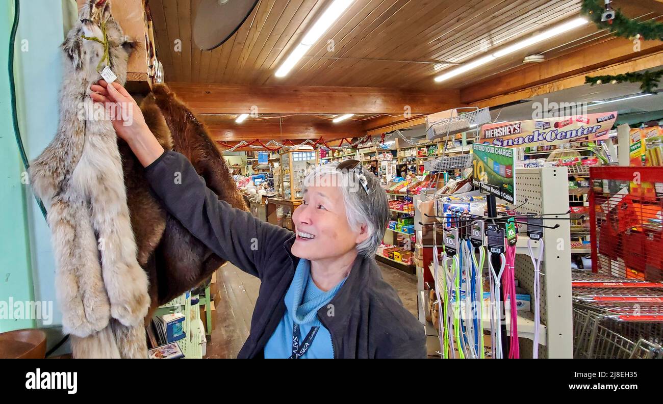 Convenience Stores in Alaska verkaufen ALLES, auch Pelze. Asiatische Frau untersucht ein Fell. In der Nähe von Fairbanks, AK. Stockfoto